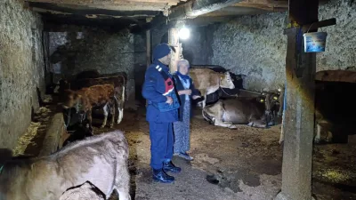 Yozgat Akdağmadeni'nde kaybolan 5 büyükbaş hayvan, jandarma ekiplerinin başarılı çalışmasıyla