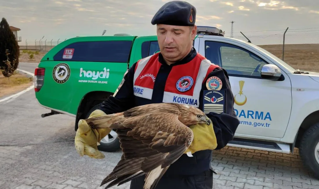 Yozgat İl Jandarma Komutanlığı, bulduğu yaralı şahini koruma altına alarak