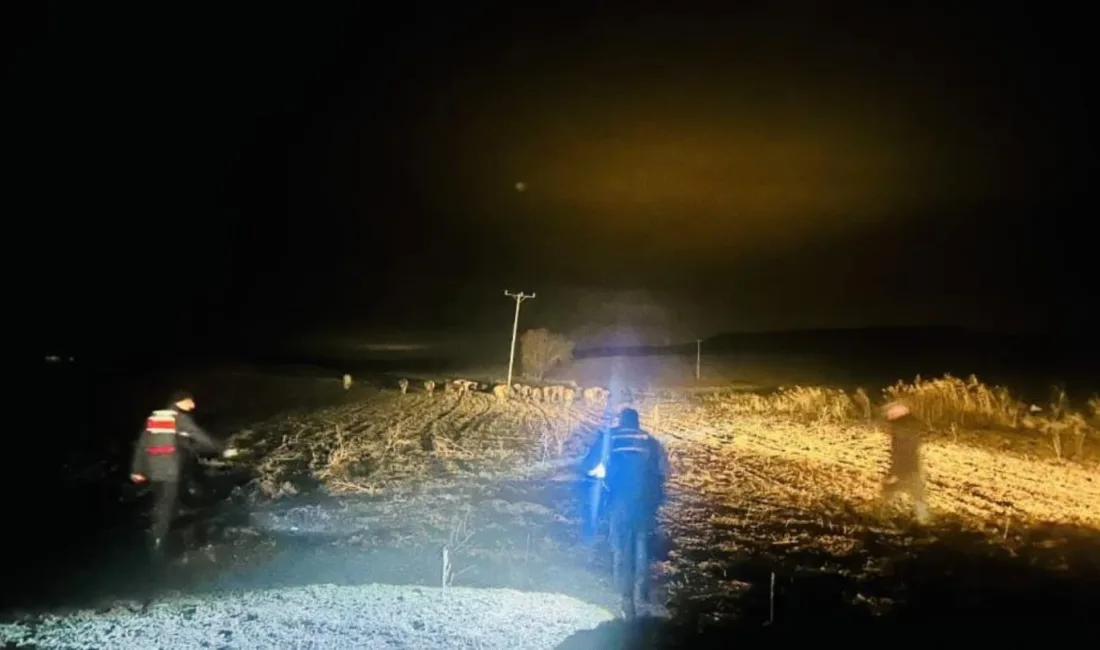 Yozgat’ın Saraykent ilçesinde kaybolan 27 büyükbaş hayvan, Jandarma ekiplerinin hızlı