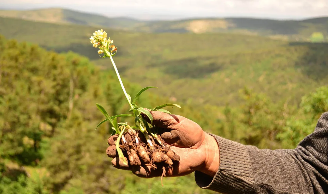 Soğuk kış günlerinde Yozgatlılar, Akdağmadeni salebiyle içini ısıtıyor. Eşsiz aroması