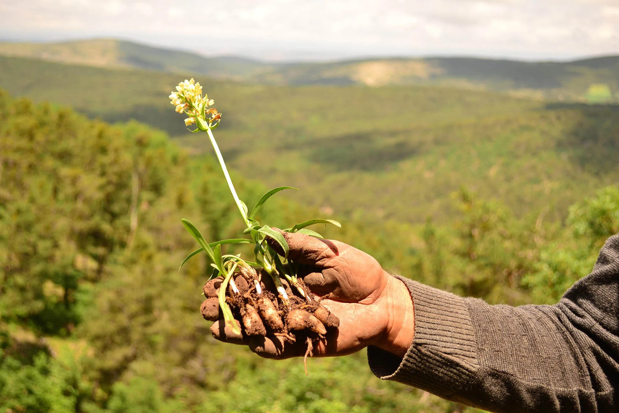 Soğuk kış günlerinde Yozgatlılar, Akdağmadeni salebiyle içini ısıtıyor. Eşsiz aroması