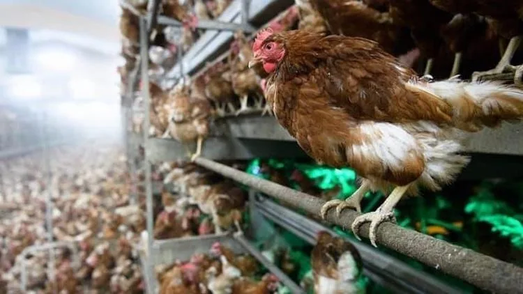 Tarım ve Orman Bakanlığı, Konya'nın Meram ilçesindeki bir yumurta üretim