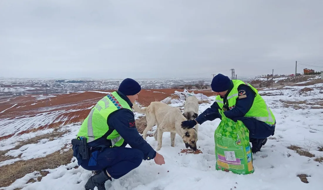 Yozgat İl Jandarma Komutanlığı, Boğazlıyan'da kış mevsiminin zor şartlarında doğada