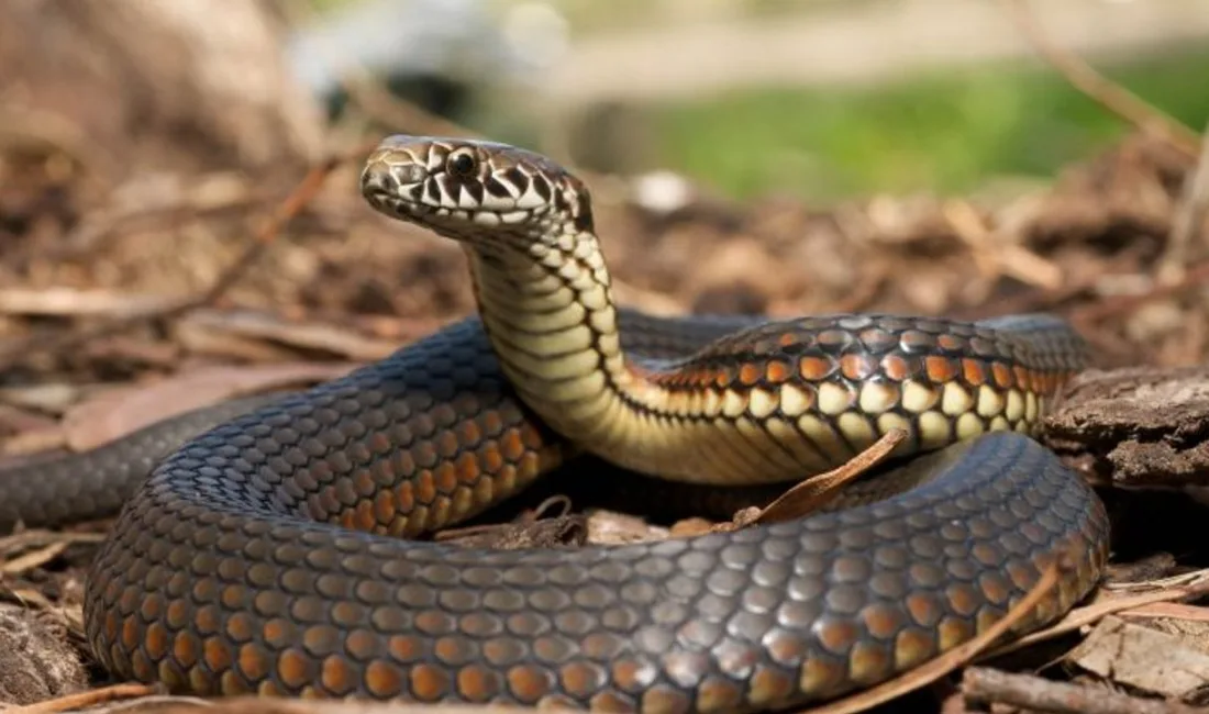 Rüyada Yılan Görmek: Tehlike mi, Dönüşüm mü?
Rüyada yılan görmek, gizli