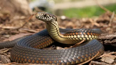 Rüyada Yılan Görmek Nedir?, Ne Anlama Gelir? Rüyada Yılan Görmek: Tehlike mi, Dönüşüm mü?
Rüyada yılan görmek, gizli