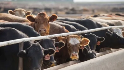 Et ve Süt Kurumu, Ramazan ayında kırmızı et fiyatlarında yaşanabilecek