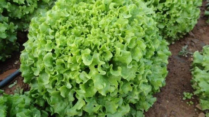 Rüyada marul görmek, rüya sahibinin arkasından iş çevrildiğine delalet eder.