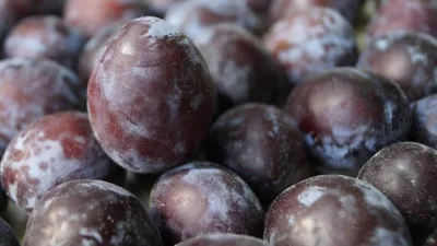 Rüya Tabirleri, Rüyada Kırmızı Erik Görmek Ne Anlama Gelir? İşte Detaylı Anlamı Rüyada kırmızı erik görmenin ne anlama geldiğini ve rüya tabirlerine