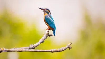 Rüya Tabirleri, Rüyada Mavi Kuş Görmek Ne Anlama Gelir? İşte Detaylı Anlamı Rüyalar bilinçaltının dışa vurumu olarak gerçekleşen beynin sırlarla dolu fonksiyonlarından