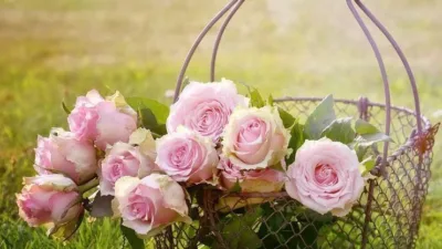 En güzel çiçek türleri arasında yer alan gül, aynı zamanda