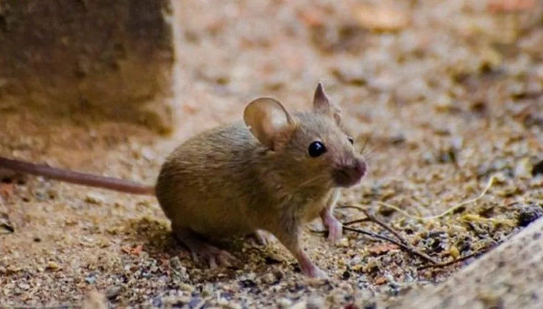 Tüm insanlar uykuya daldıkları zaman rüya görür. Bu rüyaların bir