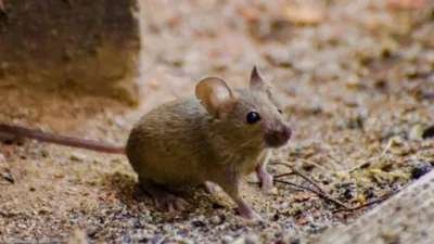 Tüm insanlar uykuya daldıkları zaman rüya görür. Bu rüyaların bir