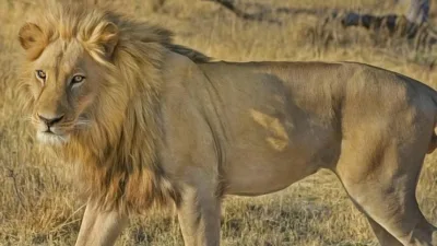 Rüyalar, bilimin bile hala tam olarak çözememiş olduğu yapılardır. Rüya,