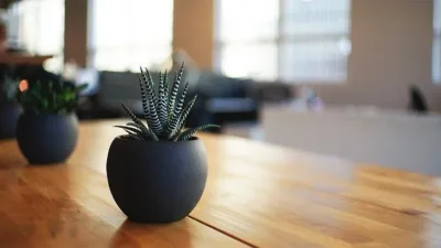 Rüya Tabirleri, Rüyada Saksı Görmek Ne Anlama Gelir? İşte Detaylı Anlamı Rüyada saksı görmek, hayırlı bir yuva anlamına gelir. Rüya sahibinin