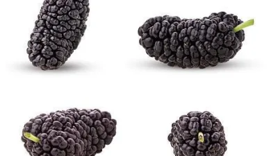 Rüya Tabirleri, Rüyada Karadut Görmek Ne Anlama Gelir? İşte Detaylı Anlamı Rüyalar bazen insana çok şey anlatabilir. Kimi zamanda bir işaret