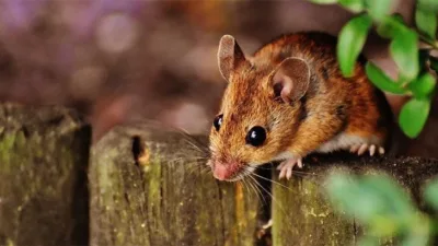 Rüyalar hakkında birçok insan farklı yorumlar yapmaktadırlar. Bilinçaltının bir yansıması