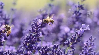 Rüya Tabirleri, Rüyada Lavanta Görmek Ne Anlama Gelir? İşte Detaylı Anlamı Rüyada çiçek sembolleri, sıkça merak edilen rüya yorumları içerisinde bulunmaktadır.