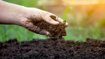 Rüya Tabirleri, Rüyada Gübre Görmek Ne Anlama Gelir? İşte Detaylı Anlamı Rüyada gübre yığını üzerine çıktığını görmek, dünya işlerine önem verdiğinize,