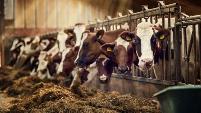 Rüyada Ahır Görmek Ne Anlama Gelir? Rüyada herhangi bir ahırda bulunduğunu görmek, rüya sahibinin dikkatli olup