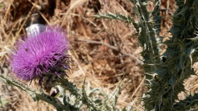 Rüya Tabirleri, Rüyada Diken Görmek Ne Anlama Gelir? İşte Detaylı Anlamı Rüyada diken görmek, kaba bir adama veya birisinin üzerine alacağı