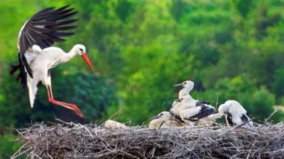 Rüya Tabirleri, Rüyada Leylek Görmek Ne Anlama Gelir? İşte Detaylı Anlamı Rüyada leylek görmek, dindar, akıllı, terbiyeli, tedbirli,kimseye zarar gelmesini istemeyen