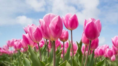 Rüya Tabirleri, Rüyada Lale Görmek Ne Anlama Gelir? İşte Detaylı Anlamı Rüyada lale görmek, genç ve güzel birine bütün kalbinizle aşık