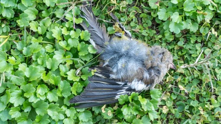 Rüyada kokmuş bir hayvan leşi görmek, önemli bir sır­rınızın rakipleriniz