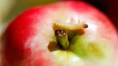 Rüya Tabirleri, Rüyada Meyve Kurdu Görmek Ne Anlama Gelir? İşte Detaylı Anlamı Rüyada meyve kurdu görmek, hırsızlığa işarettir. Bu rüya azar azar,