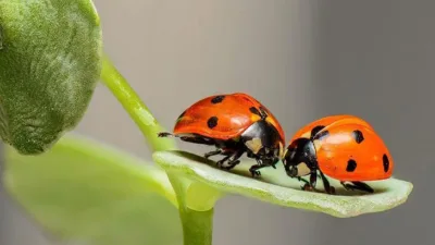 Bir kimsenin rüyasında uğur böceği görmesi, sevindirici bir haber alacağına