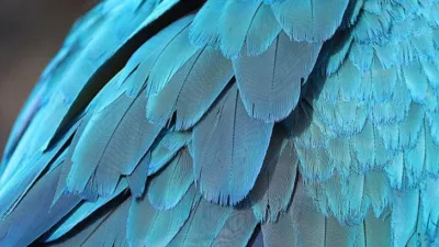 Rüya Tabirleri, Rüyada Kuş Tüyü Görmek Ne Anlama Gelir? İşte Detaylı Anlamı Rüyada kuş tüyü görmek, hayır ve menfaate işâret eder. Rüyada