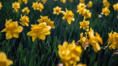 Rüya Tabirleri, Rüyada Nergis Görmek Ne Anlama Gelir? İşte Detaylı Anlamı Rüyada nergis çiçeğini görmek, evlenmeye ve çocuk sahibi olmaya işarettir.