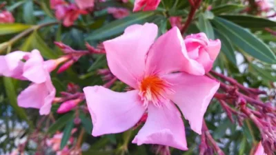 Rüyada zakkum ağacı görmek, iyi değildir, bu rüya hayra ve