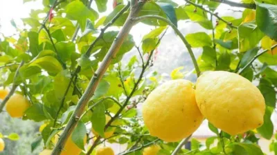 Rüya Tabirleri, Rüyada Limon Ağacı Görmek Ne Anlama Gelir? İşte Detaylı Anlamı Limon faydalı besin kaynağıdır ve birçok kişinin defalarca rüyalarına girer.