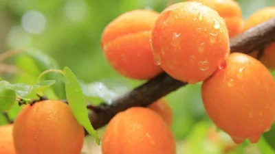 Rüya Tabirleri, Rüyada Kayısı Toplamak Ne Anlama Gelir? İşte Detaylı Anlamı Rüyada Kayısı Toplamak Ne Anlama Gelir? Ne Demek, Neye Yorumlanır?