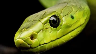 Rüya Tabirleri, Rüyada Zararsız Yılan Görmek Ne Anlama Gelir? İşte Detaylı Anlamı Rüyada Zararsız Yılan Görmek Ne Anlama Gelir? Ne Demek, Neye