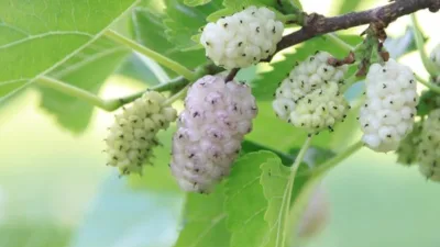 Rüya Tabirleri, Rüyada Beyaz Dut Yemek Ne Anlama Gelir? İşte Detaylı Anlamı Rüyada Beyaz Dut Yemek Ne Anlama Gelir? Ne Demek, Neye