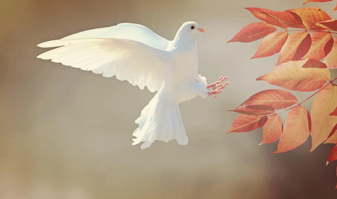 Rüyada Beyaz Kuş Görmek Ne Anlama Gelir? Ne Demek, Neye