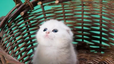 Rüya tabirleri, yüzyıllarca merak edilen konulardan biridir. Bazen rüya yorumlamaları