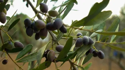 Rüya Tabirleri, Rüyada Zeytin Dalı Görmek Ne Anlama Gelir? İşte Detaylı Anlamı Rüyaların anlamı kimi zaman olumlu kimi zaman ise olumsuz yorumlanabilir.