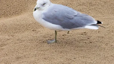 Rüyada yaralı kuş görmenin birçok anlamı vardır. Görülen rüyanın detaylarına