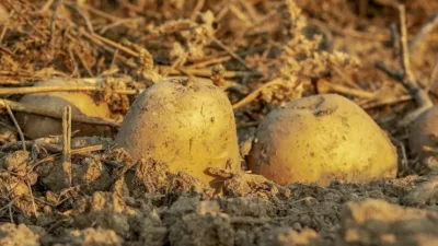 Rüyada patatesi çeşitli durumlarla birlikte görmek rüya sahibi için olumlu