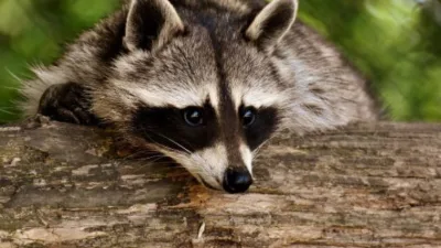 Rüya Tabirleri, Rüyada Rakun Görmek Ne Anlama Gelir? İşte Detaylı Anlamı Rüyasında rakun gören bir kişi hayata tutkuyla sıkı sıkıya bağlı