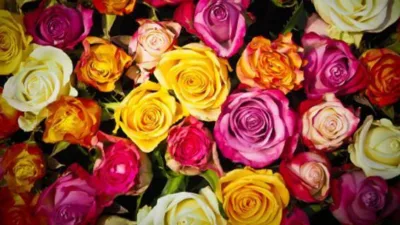 Rüya Tabirleri, Rüyada Rengarenk Güller Görmek Ne Anlama Gelir? İşte Detaylı Anlamı Rüyalar uyku evresindeki kişilerin hızlı bir biçimde devam eden göz