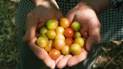 Rüya Tabirleri, Rüyada Dalında Yeşil Erik Görmek Ne Anlama Gelir? İşte Detaylı Anlamı Rüya sahibi için gelecek olan müjdeli bir haber rüyada dalında