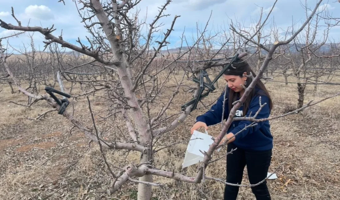 Yozgat İl Tarım ve Orman Müdürü Şentürk, Akdeniz Meyve Sineği