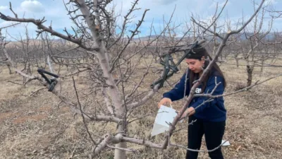 Yozgat İl Tarım ve Orman Müdürü Şentürk, Akdeniz Meyve Sineği