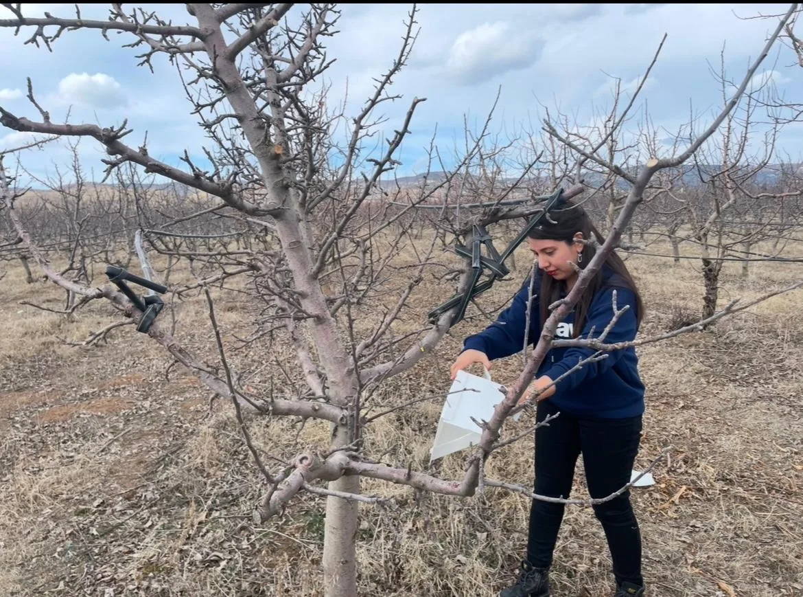 Yozgat İl Tarım ve Orman Müdürü Şentürk, Akdeniz Meyve Sineği