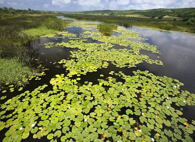 iğneada longoz ormanları kırklareli