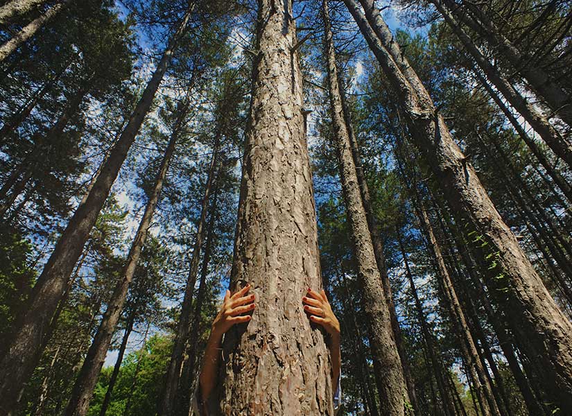 kaz dağı milli parkı giriş ücretleri ve kılavuzluk hizmetleri