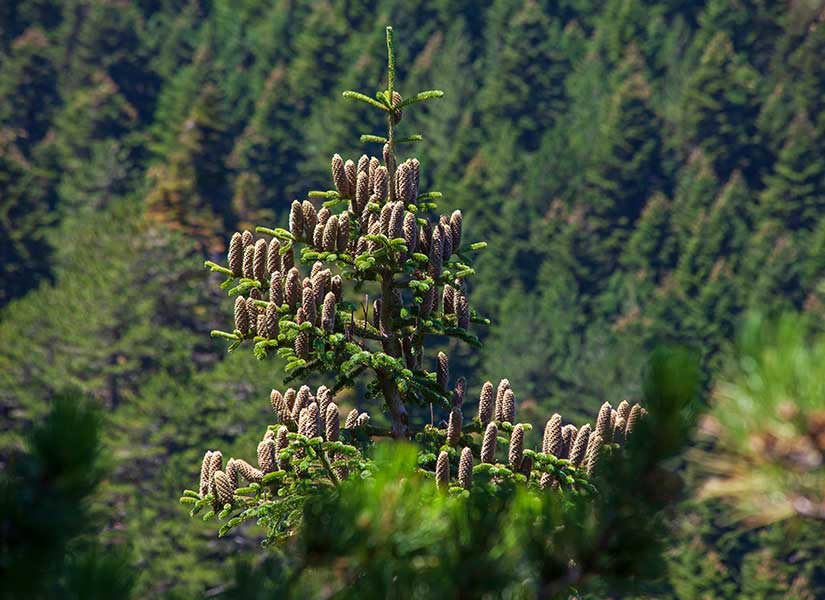 kaz dağları flora ve faunası bitki örtüsü